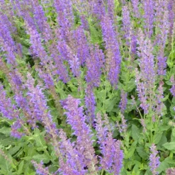 Sauge des bois Mainacht - Fleurit tout l'été sans effort