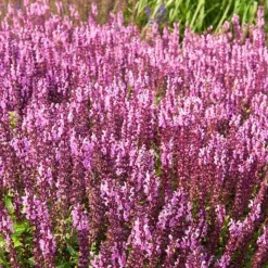 Sauge des bois rose clair - Le rose qui attire les papillons