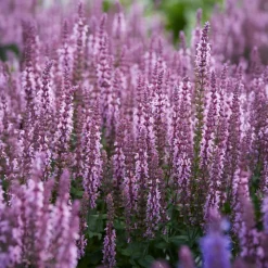 Sauge des bois rose clair - Le rose qui attire les papillons