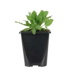Sauge des bois Salvia 'Schneehügel' - Des épis blancs tout l'été
