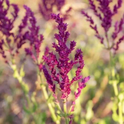 Sauge des bois Schwellenburg - Un massif violet tout l'été