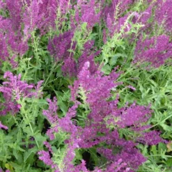 Sauge des bois Schwellenburg - Un massif violet tout l'été
