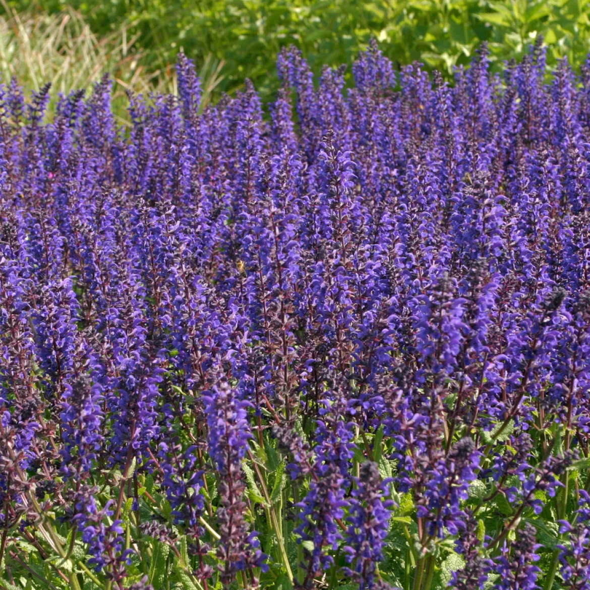 Sauge des bois Viola Klose - Un massif violet tout l'été