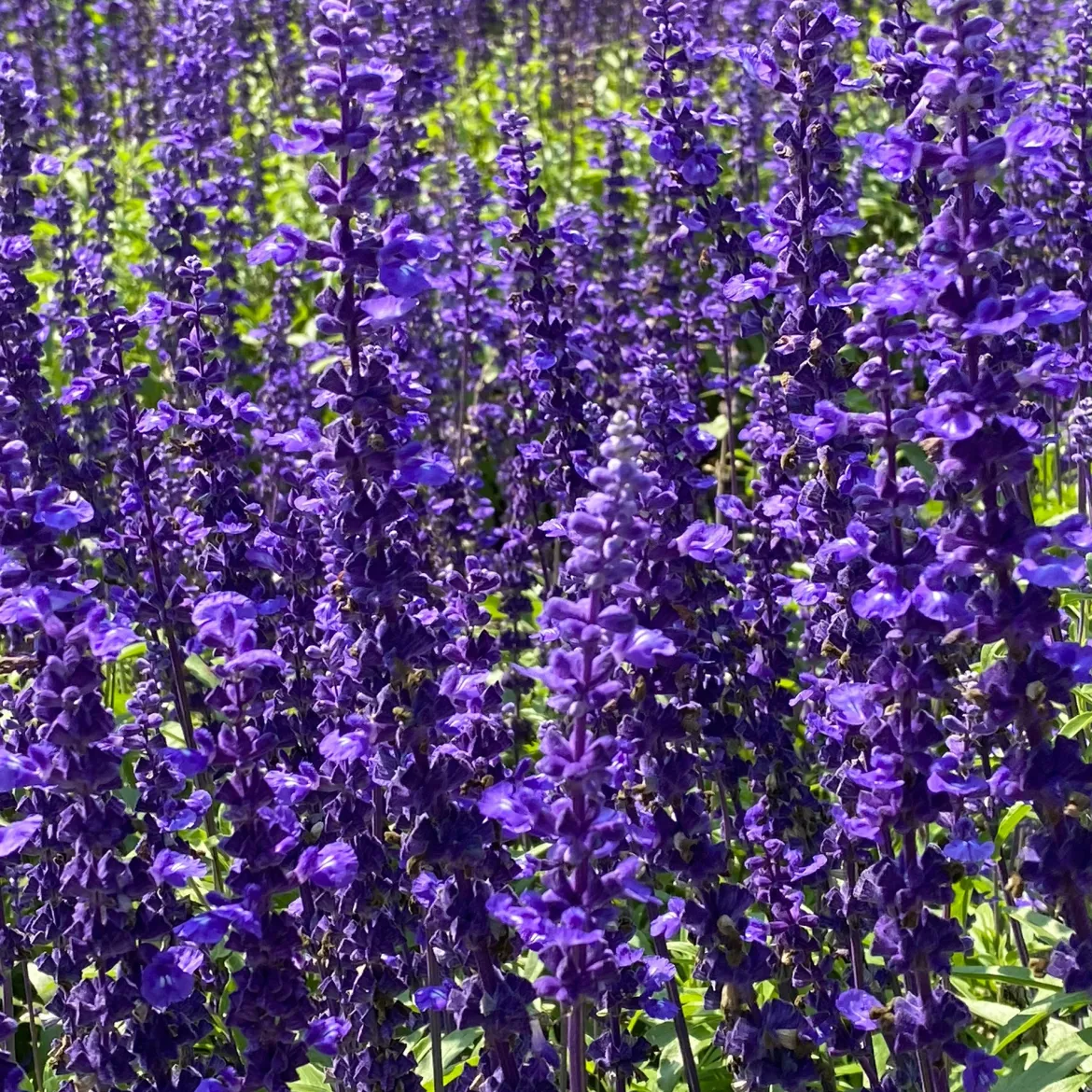 Sauge des bois Viola Klose - Un massif violet tout l'été