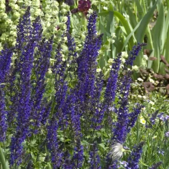 Sauge des bois Viola Klose - Un massif violet tout l'été