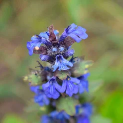 Sauge des prés - La prairie fleurie sans effort