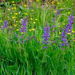 Sauge des prés - La prairie fleurie sans effort