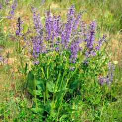 Sauge des prés - La prairie fleurie sans effort
