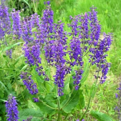 Sauge des prés - La prairie fleurie sans effort