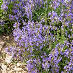 Sauge à feuilles de lavande - Le parfum du Sud chez vous