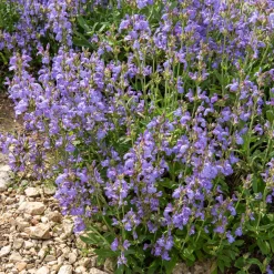 Sauge à feuilles de lavande - Le parfum du Sud chez vous