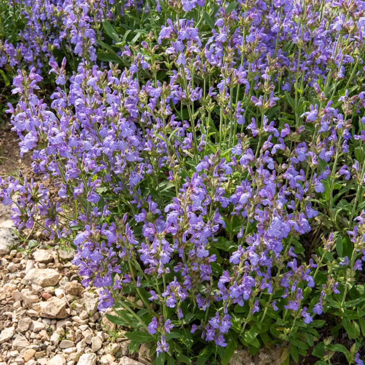 Sauge à feuilles de lavande - Le parfum du Sud chez vous