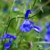 Sauge gentiane - Le vrai bleu au jardin