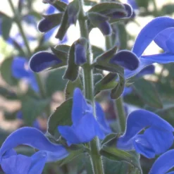 Sauge gentiane - Le vrai bleu au jardin