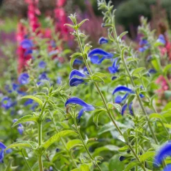 Sauge gentiane - Le vrai bleu au jardin