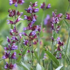 Sauge officinale - Aromatique et facile à vivre