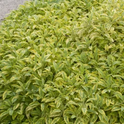 Sauge officinale Aurea - Le feuillage doré qui parfume