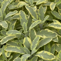 Sauge officinale Aurea - Le feuillage doré qui parfume