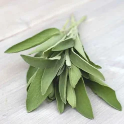 Sauge officinale 'Fanni' bio - Récolte parfumée toute la saison