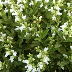 Sauge officinale à fleurs blanches - Aromatique et déco au jardin