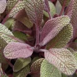 Sauge officinale Purpurascens - Le pourpre qui parfume