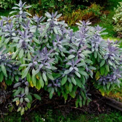 Sauge officinale Purpurascens - Le pourpre qui parfume