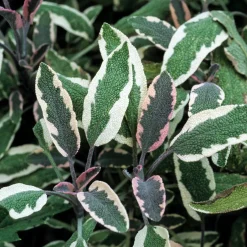 Sauge officinale Tricolor - Trois couleurs, un seul geste