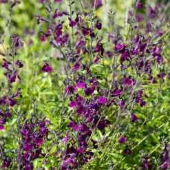 Sauge papillon de nuit - Fleurs violettes tout l'été