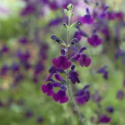 Sauge papillon de nuit - Fleurs violettes tout l'été