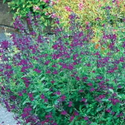 Sauge Violette de Loire ® - Fleurit tout l'été sans effort