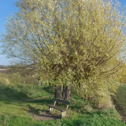 Saule blanc - Un géant vert en un rien de temps