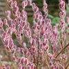 Saule à chatons roses sur tige - Des chatons roses au jardin