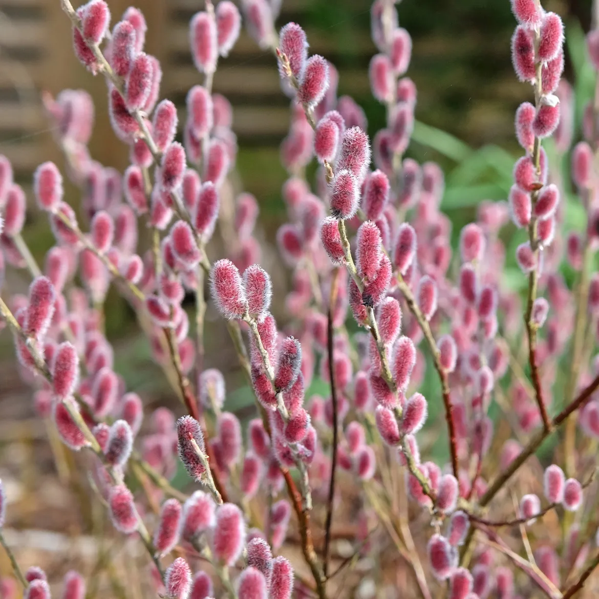 Saule à chatons roses sur tige - Des chatons roses au jardin