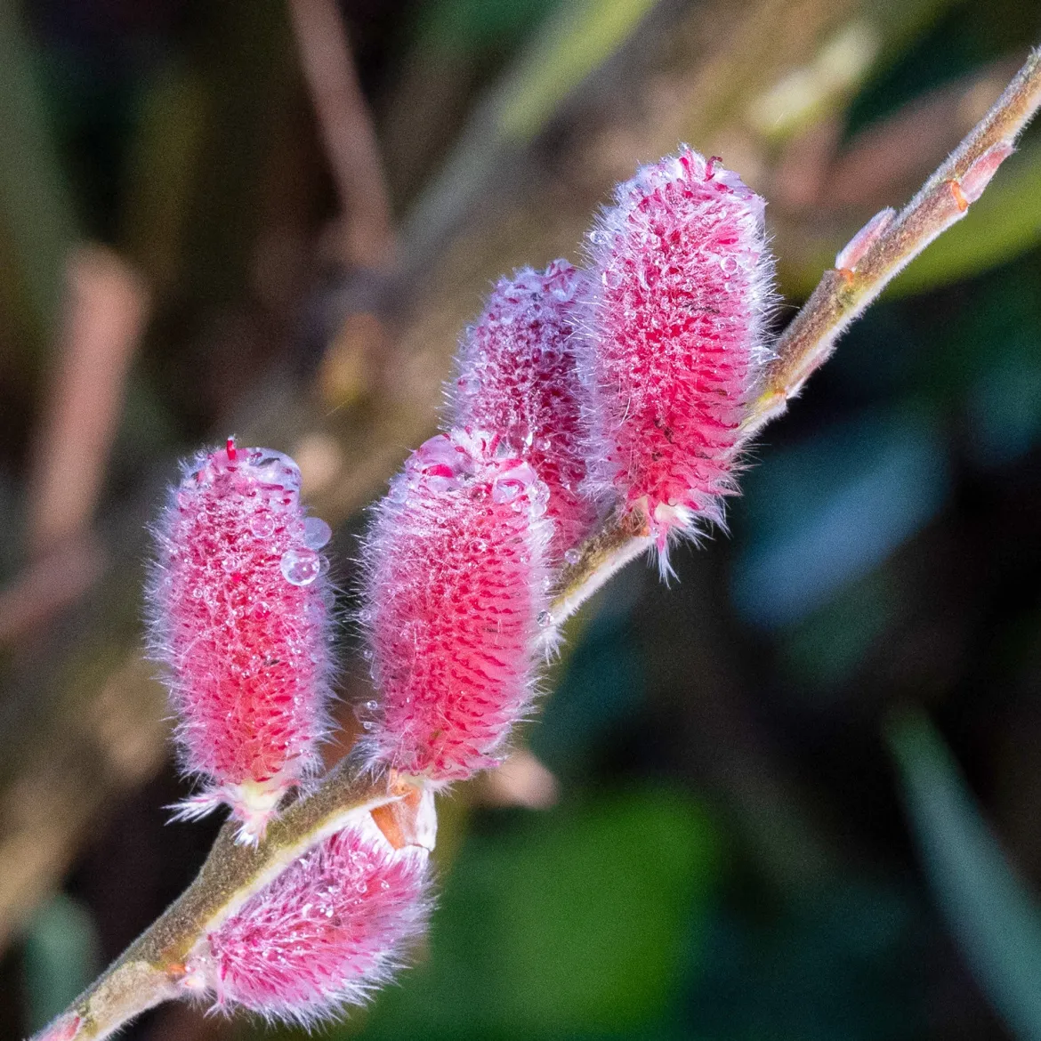 Saule à chatons roses sur tige - Des chatons roses au jardin