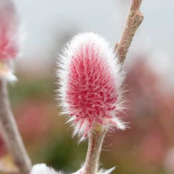 Saule à chatons roses sur tige - Des chatons roses au jardin