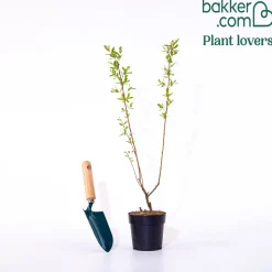 Saule Crevette en buisson - Un buisson rose déco et facile