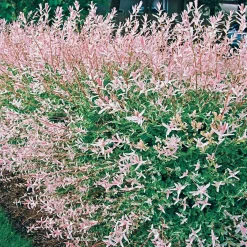 Saule Crevette en buisson - Un buisson rose déco et facile