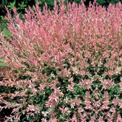 Saule Crevette en buisson - Un buisson rose déco et facile
