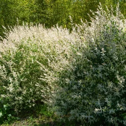 Saule Crevette en buisson - Un buisson rose déco et facile
