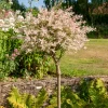 Saule crevette sur tige Flamingo - La touche rose du jardin