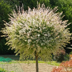 Saule Crevette sur tige - Une boule rose sur tige