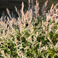 Saule Crevette sur tige - Une boule rose sur tige