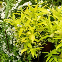 Saule de Sakhaline Golden Sunshine - Le jaune qui illumine tout