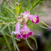Saule du désert - Fleurs exotiques, zéro arrosage