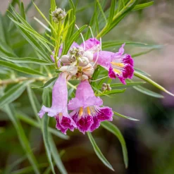Saule du désert - Fleurs exotiques, zéro arrosage