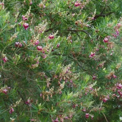 Saule du désert - Fleurs exotiques, zéro arrosage