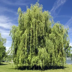 Saule pleureur - L'ombre d'un géant en 3 ans