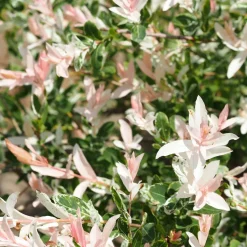 5 saules crevette - Haie de 3m linéaire - Une haie rose en un clin d'œil