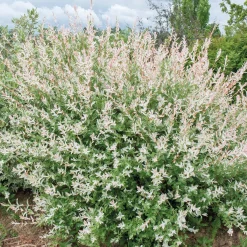 5 saules crevette - Haie de 3m linéaire - Une haie rose en un clin d'œil