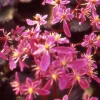 Saxifrage Black ruby - Il fleurit quand tout dort